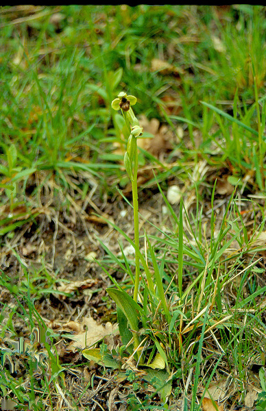 Ophrys bombyliflora nel Bolognese